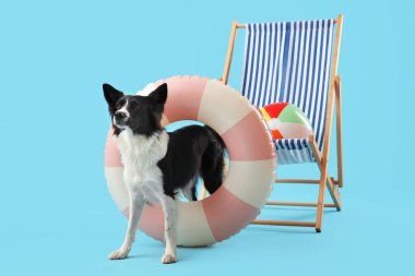 Güverte sandalyesi ve mavi arka planda şişme yüzüğü olan şirin bir Border Collie köpeği.