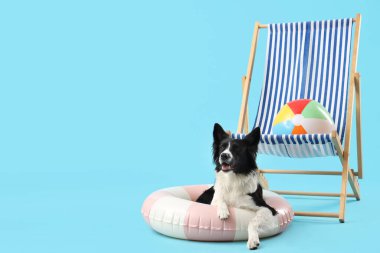 Güverte sandalyesi ve mavi arka planda şişme yüzüğü olan şirin bir Border Collie köpeği.