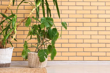 Palmiye bitkileri tuğla duvarın yanında