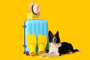 Bavulu ve sarı arka planda gezici aksesuarları olan şirin bir Border Collie köpeği.