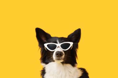 Sarı arka planda güneş gözlüklü şirin Border Collie köpeği.