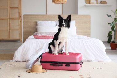 Evde gezici aksesuarlarla bavulun üzerinde oturan sevimli Border Collie köpeği.