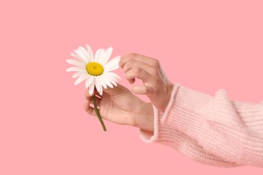 Pembe arka planda papatya çiçekli kadın elleri