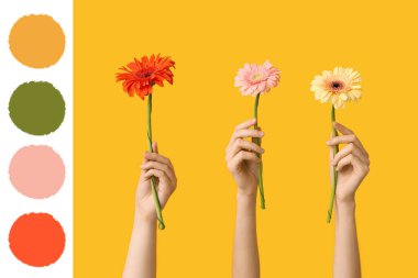 Sarı arka planda güzel Gerbera çiçekleri olan kadın elleri.