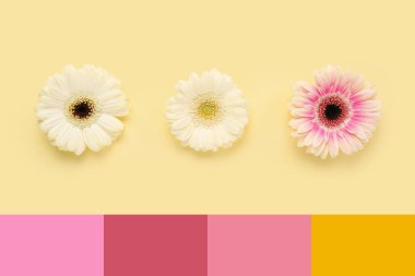 Sarı arka planda güzel gerbera çiçekleri