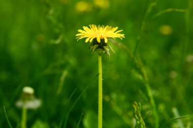 Yeşil çimlerde güzel sarı karahindiba, yakın plan