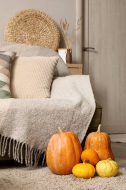 Kanepe ve yerde balkabağı olan modern oturma odasının içinde.