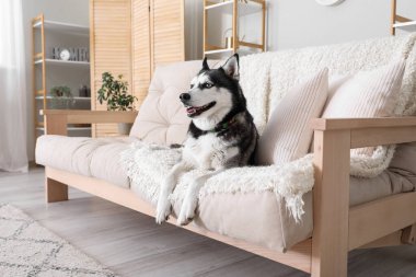 Evdeki kanepede sevimli Husky köpeği.
