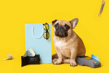 Tatlı Fransız bulldog alışveriş çantasının, güneş gözlüğünün, ödeme terminalinin ve cüzdanın yanında oturuyor.