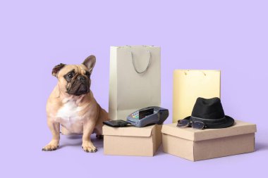 Mor arka planda alımları olan sevimli Fransız bulldog 'u.