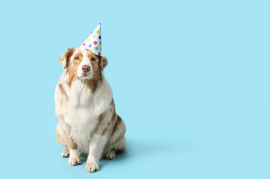 Parti şapkalı şirin Avustralyalı çoban köpeği mavi arka planda doğum gününü kutluyor.