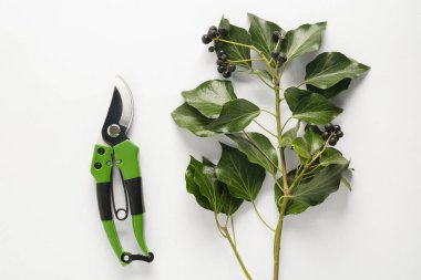 Beyaz arka planda siyah frenk üzümü dalına sahip yeşil kesiciler