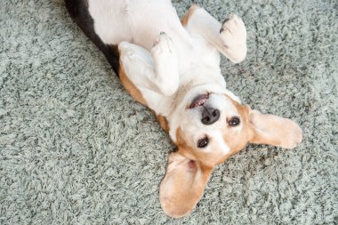 Evdeki halıya uzanmış sevimli av köpeği.