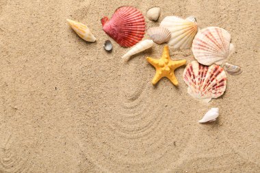 Güzel deniz kabukları ve kumdaki deniz yıldızları