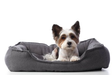 Şirin Biewer Terrier köpeği beyaz arka planda evcil hayvan yatağında yatıyor.