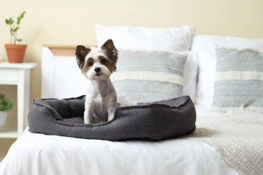 Şirin Biewer Terrier köpeği evcil hayvan yatağında oturuyor.