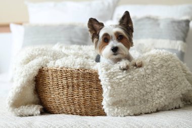 Şirin Biewer Terrier köpeği hasır evcil hayvan yatağında yatıyor.