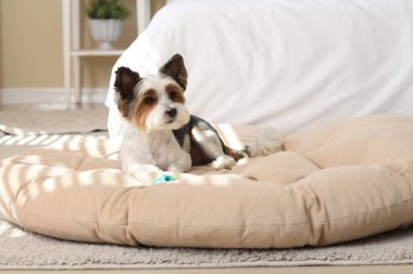 Evcil hayvan yatağında oyuncak taşıyan şirin Terrier köpeği.