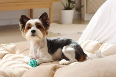 Evcil hayvan yatağında oyuncak taşıyan şirin Terrier köpeği.