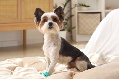 Evcil hayvan yatağında oturan sevimli Terrier köpeği.