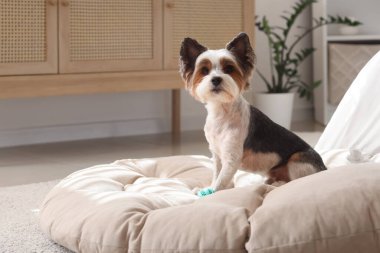 Evcil hayvan yatağında oturan sevimli Terrier köpeği.