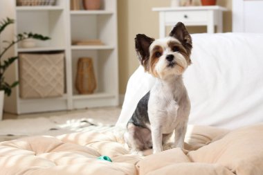 Evcil hayvan yatağında oturan sevimli Terrier köpeği.