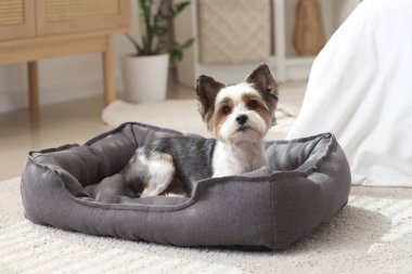 Sevimli Biewer Terrier köpeği evcil hayvan yatağında yatıyor.