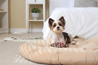 Evcil hayvan yatağında oyuncak taşıyan şirin Terrier köpeği.