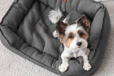 Şirin Biewer Terrier köpeği evdeki gri evcil hayvan yatağında uzanıyor, yakın plan.