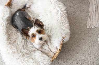 Şirin Biewer Terrier köpeği evdeki hasır evcil hayvan yatağında yatıyor.