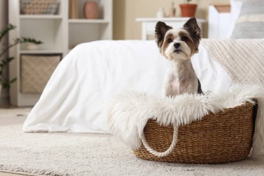 Şirin Biewer Terrier köpeği hasır evcil hayvan yatağında oturuyor.