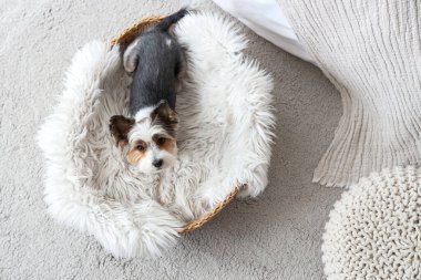 Şirin Biewer Terrier köpeği evdeki hasır evcil hayvan yatağında yatıyor.