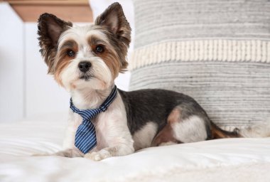 Evde yatağa uzanmış kravatlı şirin bir Terrier köpeği var.