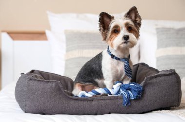Evcil hayvan yatağında oturan kravatlı şirin Terrier köpeği.