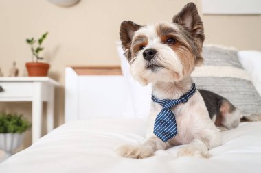 Evde yatağa uzanmış kravatlı şirin bir Terrier köpeği var.