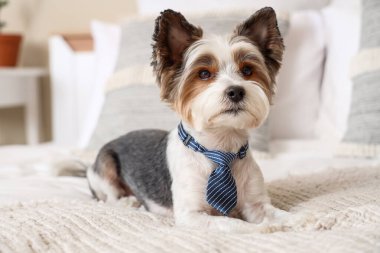 Evde yatağa uzanmış kravatlı şirin bir Terrier köpeği var.