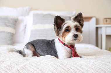 Evde yatağa uzanmış kravatlı şirin bir Terrier köpeği var.