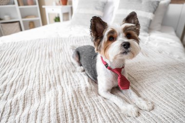 Evde yatağa uzanmış kravatlı şirin bir Terrier köpeği var.