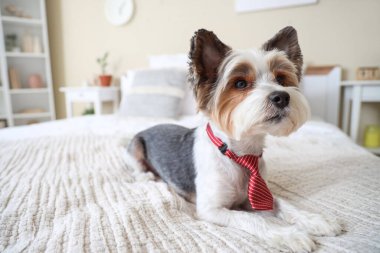 Evde yatağa uzanmış kravatlı şirin bir Terrier köpeği var.