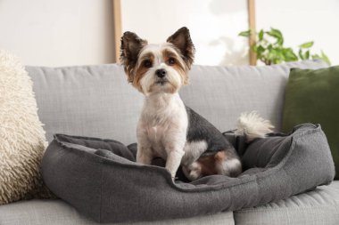 Şirin Biewer Terrier köpeği evcil hayvan yatağında oturuyor.