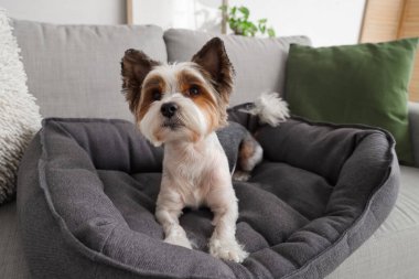 Şirin Biewer Terrier köpeği evdeki gri evcil hayvan yatağında uzanıyor, yakın plan.