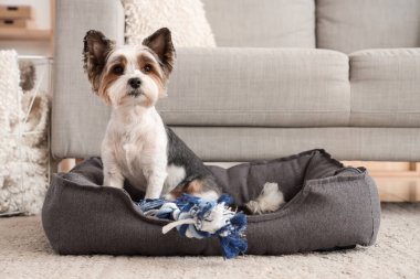 Evcil hayvan yatağında oyuncak taşıyan şirin Terrier köpeği.