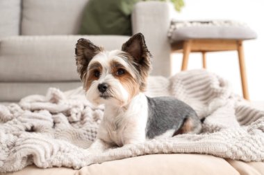 Şirin Biewer Terrier köpeği evcil hayvan yatağında uzanıyor, yakın plan.