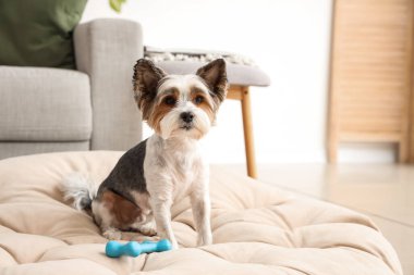 Evcil hayvan yatağında oturan sevimli Terrier köpeği, yakın plan.