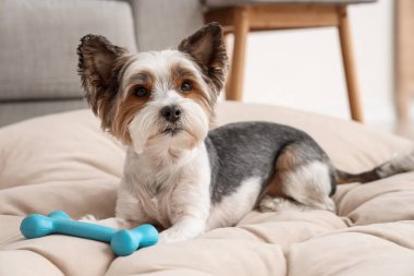 Evcil hayvan yatağında uzanmış, sevimli Terrier köpeği.