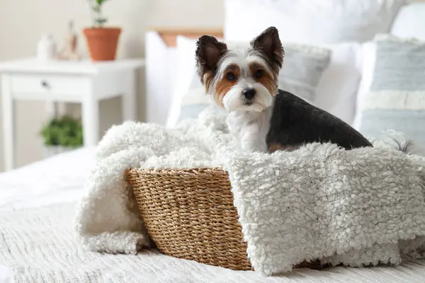 Şirin Biewer Terrier köpeği hasır evcil hayvan yatağında oturuyor.