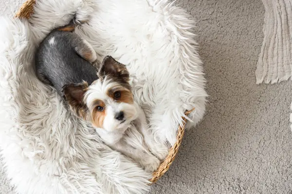 Şirin Biewer Terrier köpeği evdeki hasır evcil hayvan yatağında yatıyor.
