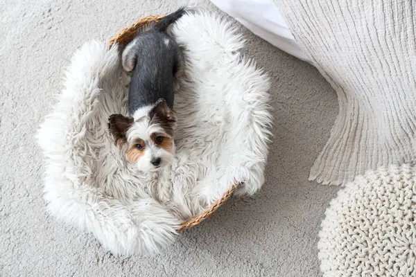 Şirin Biewer Terrier köpeği evdeki hasır evcil hayvan yatağında yatıyor.