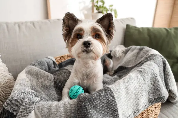Evcil hayvan yatağında oyuncağı olan şirin Terrier köpeği, yakın plan.