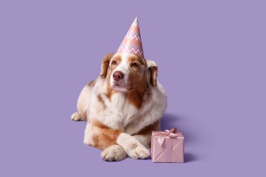 Parti şapkalı şirin Avustralyalı çoban köpeği ve leylak arka planda hediye kutusu.